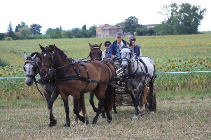 attelage-escayre-2016 (206)