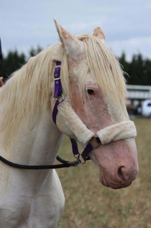 remise-des-prix-journee-cheval (15)