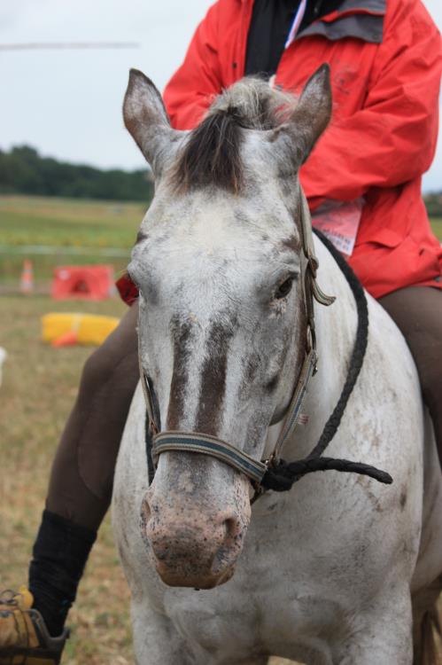 remise-des-prix-journee-cheval (12)