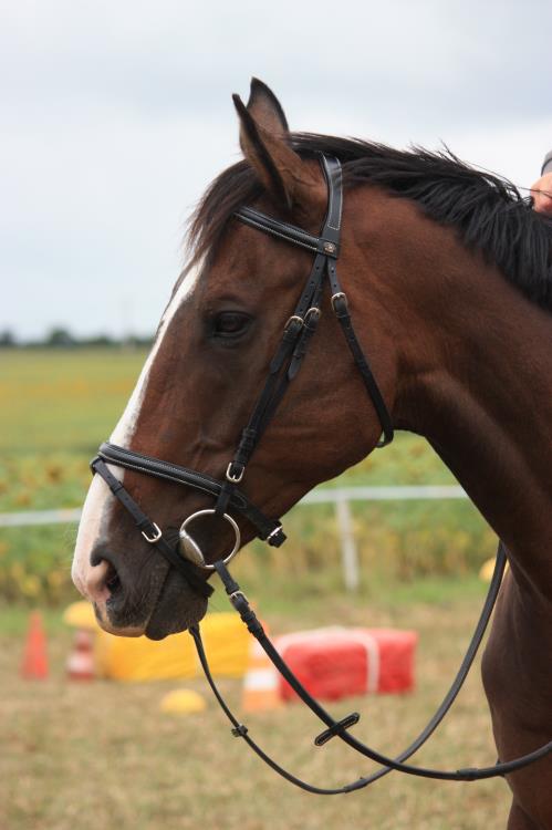 remise-des-prix-journee-cheval (13)