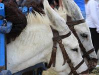 2010 - Chevaux  anes et mules