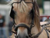 2011 - La journee de l attelage