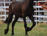 Présentation d'un frison