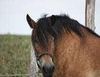 Ânes, chevaux et....