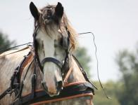 2014 - Fêtes à Escayre