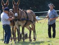 5 ème anniversaire de la journée de l'attelage