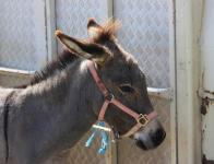 Ânes, mules et chevaux...
