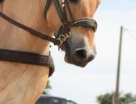 La journée de l'attelage!