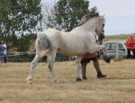 Dressage - Spectacles 2015