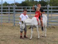 La course d'ânes (entrainement)